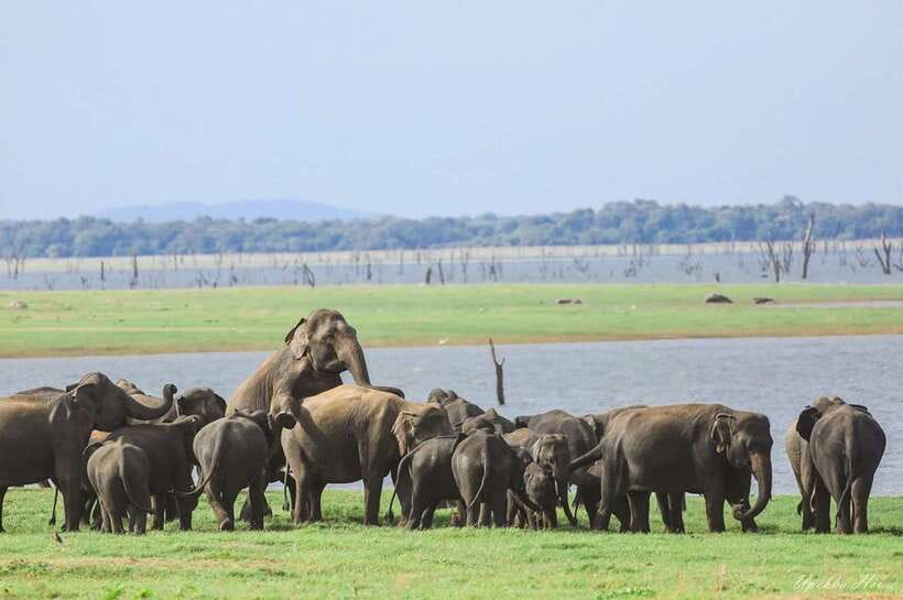 Kaudulla National Park Private Elephant & Wildlife Safari - More than elephants: deer, wild boars, eagles, and kingfishers