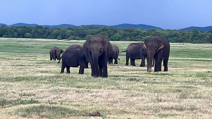 Kaudulla National Park: Private Safari - Kaudulla’s reservoir: where elephant sightings get real