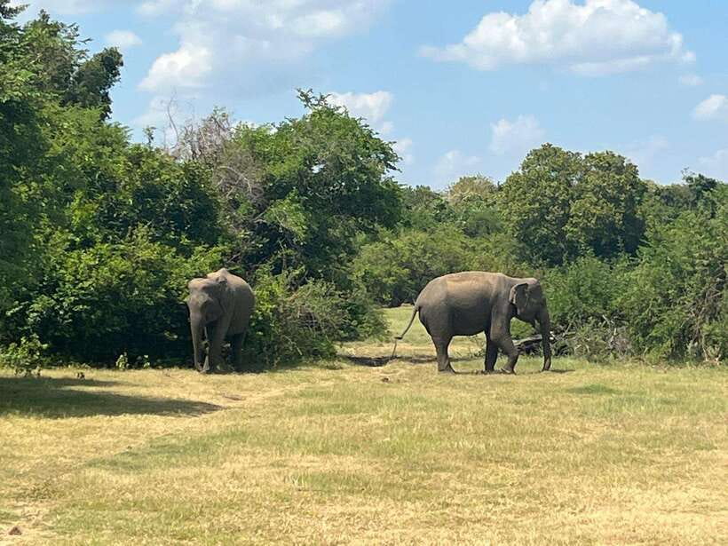 Kaudulla National Park: Private Safari - Riding in a private jeep on Kaudulla roads (and why it matters)