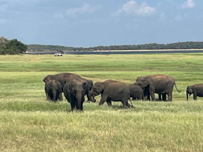Kaudulla National Park: Private Safari - From Habarana to the park gate: how the 3-hour safari plays