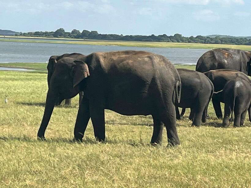 Kaudulla National Park: Private Safari - FAQ