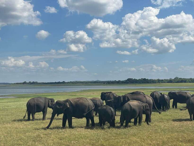 Kaudulla National Park: Private Safari - Should You Book the Kaudulla National Park Private Safari?