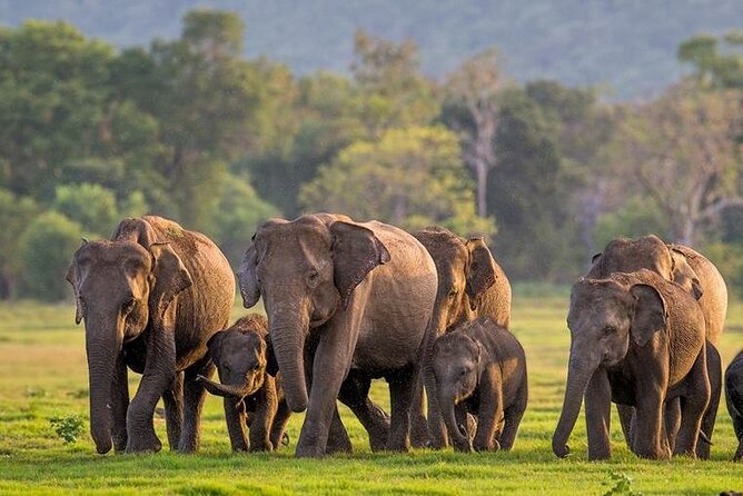 Kaudulla National Park Safari | Jeep with Tickets - Key Points You’ll Care About