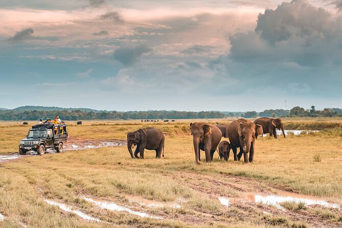 Kaudulla National Park Safari | Jeep with Tickets - Kaudulla Safari Jeep: What You’re Really Buying