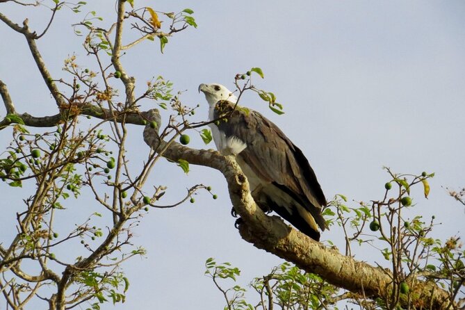 Kaudulla National Park Safari | Jeep with Tickets - Stop 1: Kaudulla National Park (And Why the Viewing Pace Matters)