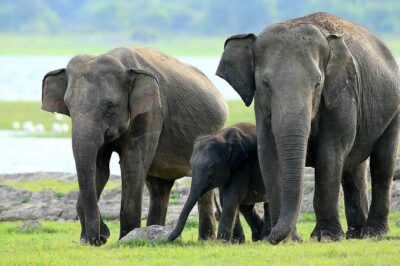 Kaudulla National Park Safari | Jeep with Tickets - The 2:30 pm Timing: Late Afternoon Safari Reality