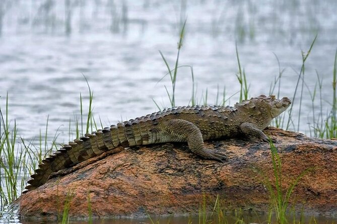 Kaudulla National Park Safari | Jeep with Tickets - Included Extras That Make a Safari Feel Effortless