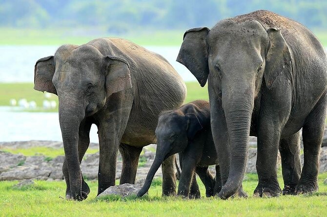 Kaudulla National Park Safari | Jeep with Tickets - The 2:30 pm Timing: Late Afternoon Safari Reality