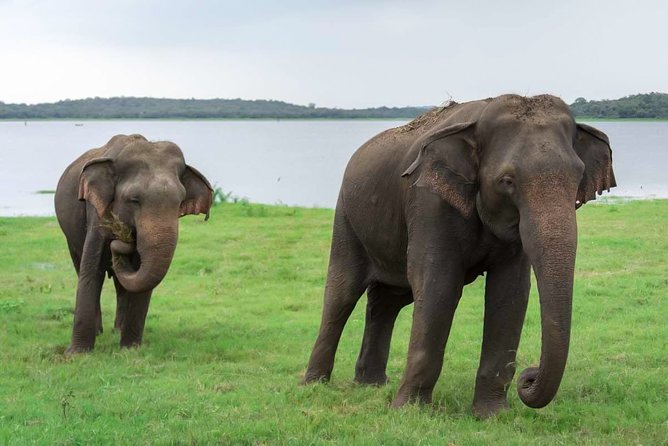 Kaudulla National Park Shared Safari - Key things I’d circle before you go