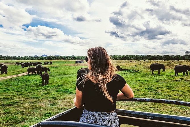 Kaudulla National Park Shared Safari - Kaudulla National Park in the real world: why elephants and birds show up