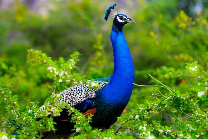 Kaudulla National Park Shared Safari - Price and entrance fees: how to judge value without surprises