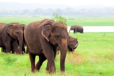 Kaudulla National Park Shared Safari - Morning vs afternoon safari: which one helps your odds