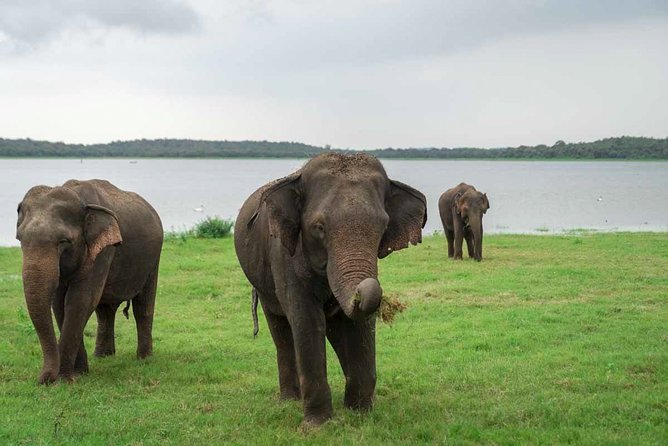 Kaudulla National Park Shared Safari - Service quality: drivers, communication, and why it matters for wildlife