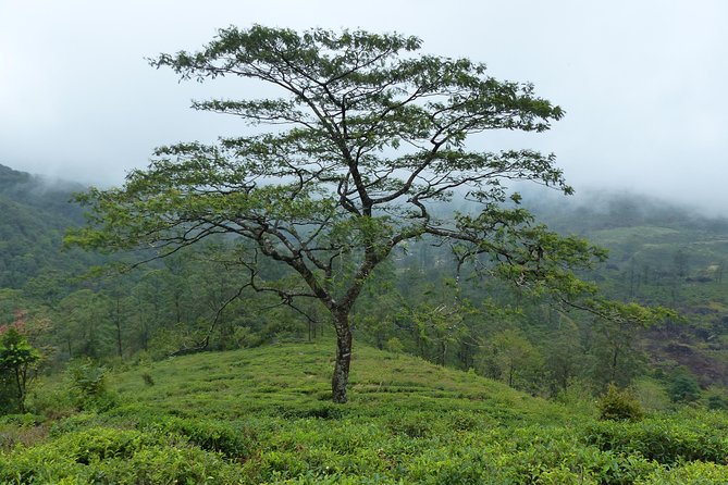 Knuckles Leopard trail Trek from Kandy - Evergreen dwarf forest, cane bamboo, and plant spotting you can actually use