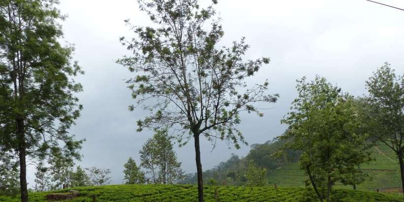 Knuckles Spice Trail Trek from Kandy - Pine and eucalyptus forest: where the small stuff shows up