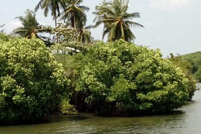 Koggala Lake Boat Tour - Wildlife expectations: birds are the focus, but nature sets the rules