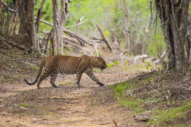Kumana National park Full day safari - Key reasons this Kumana safari works