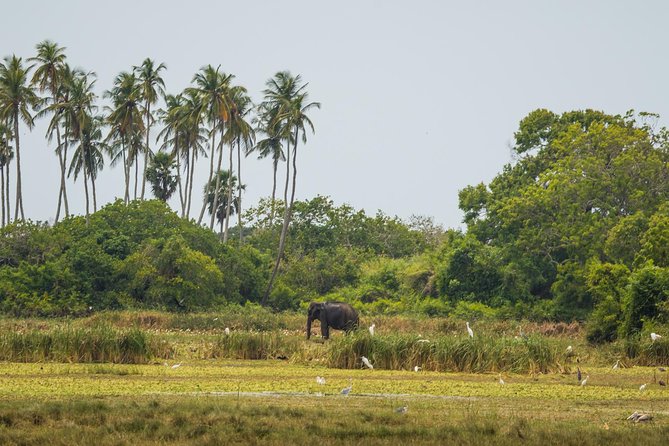 Kumana National park Full day safari - The 5:00am start and how to use it