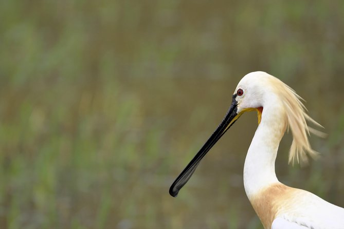 Kumana National park Full day safari - Meals in the middle of the action: breakfast, lunch, and snacks