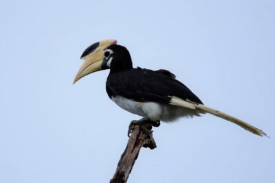 Kumana National park Full day safari - Transportation and the “all fees included” value