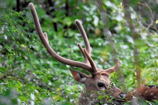 Kumana National park Full day safari - Who should book this safari (and who should think twice)