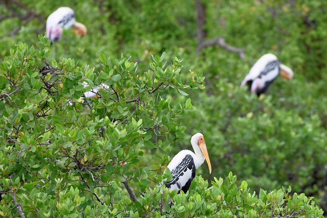 Kumana National park Full day safari - Price and value: why $190 can make sense