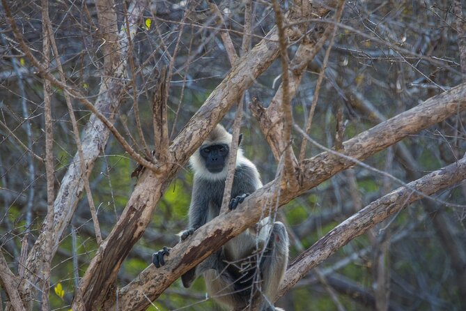 Kumana National Park Half Day Jeep Safari - What the 4–6 hour format really gives you