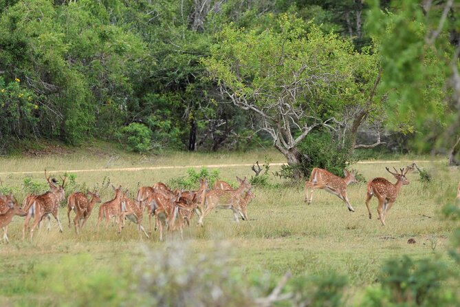 Kumana National Park Half Day Jeep Safari - Logistics that make the day feel simple