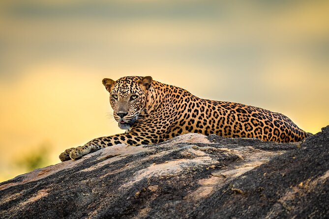 Kumana National Park Half Day Jeep Safari - Inside the jeep safari: what you’ll be watching for