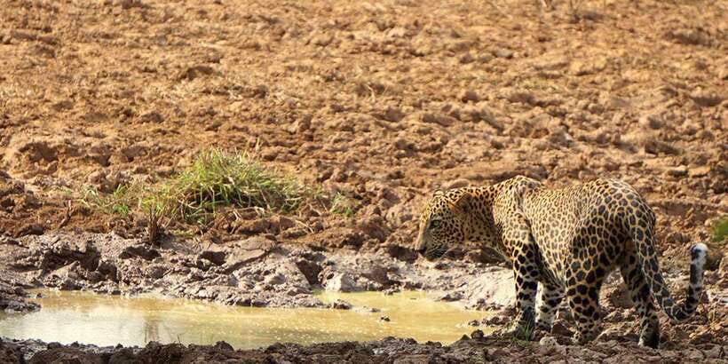 Kumana National Park : Morning or Afternoon Safari (6 h) - Key Things That Make This Kumana Safari Worth It
