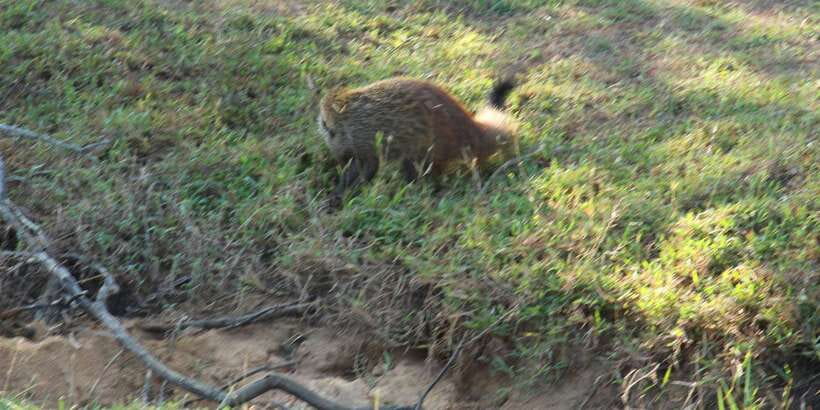 Kumana National Park : Morning or Afternoon Safari (6 h) - Price and Value: Is $78 for a 6-Hour Safari a Fair Deal?