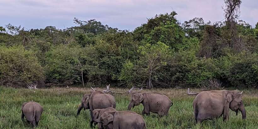 Kumana National Park : Morning or Afternoon Safari (6 h) - Comfort in a 4x4 Safari Jeep (It Helps You Stay Focused)
