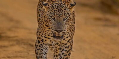 Kumana National Park : Morning or Afternoon Safari (6 h) - Pickup From Arugam Bay, Pottuvil, or Panama (and Why Timing Matters)