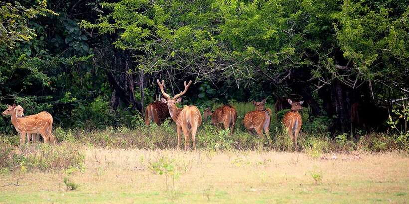 Kumana National Park : Morning or Afternoon Safari (6 h) - Your Kumana Safari Flow: Photo Stops, Guided Watching, and Key Areas