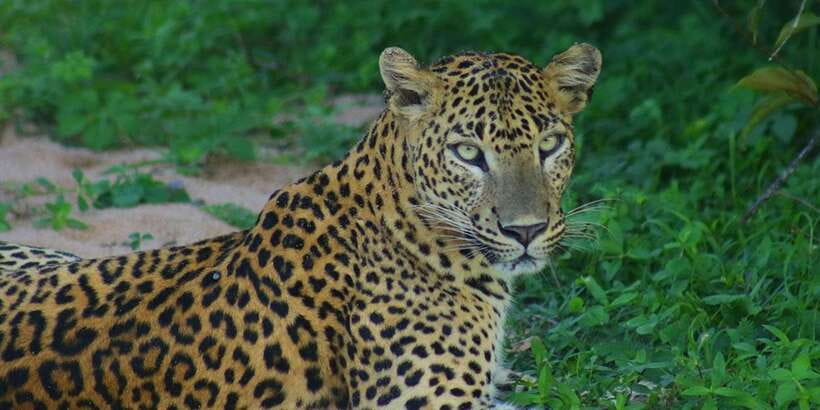 Kumana National Park : Morning or Afternoon Safari (6 h) - Kumana Villu Mangrove: Where Birdwatching Becomes the Main Event