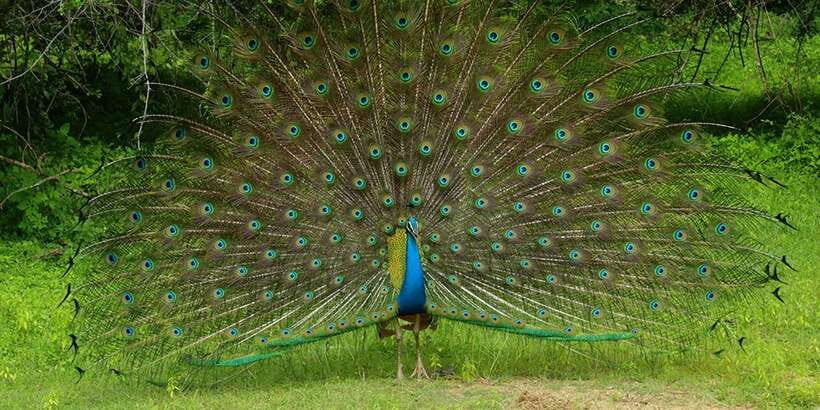 Kumana National Park : Morning or Afternoon Safari (6 h) - Birds, Cameras, and How to Not Miss the Moment