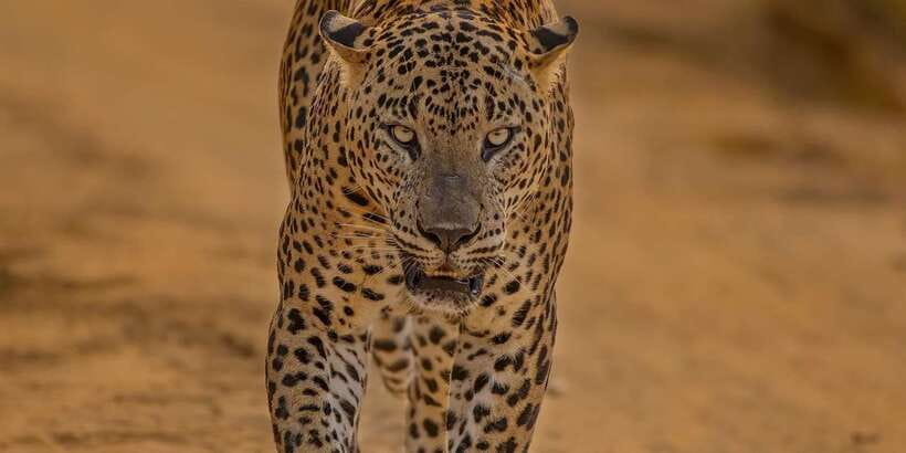 Kumana National Park : Morning or Afternoon Safari (6 h) - Pickup From Arugam Bay, Pottuvil, or Panama (and Why Timing Matters)