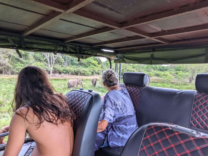 Kumana National Park : Morning or Afternoon Safari Tour - Who This Safari Fits Best (and Who Should Rethink It)