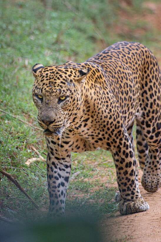 Kumana National Park : Morning or Afternoon Safari Tour - Morning vs Afternoon: Picking the Right 6-Hour Window