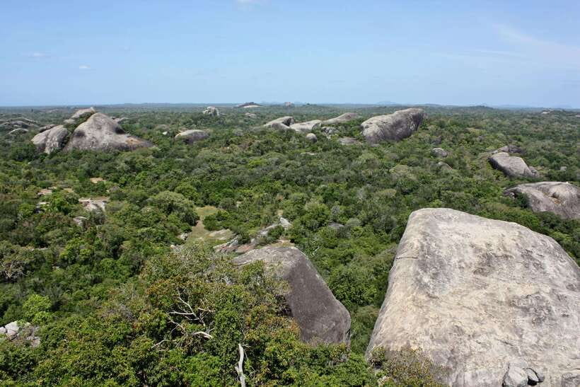 Kumana National Park : Morning or Afternoon Safari Tour - Wildlife Targets That Drive the Day: Birds, Leopards, Elephants, Deer, Crocodiles