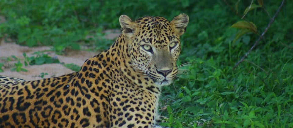 Kumana National Park : Morning or Afternoon Safari Tour - How the Guide Adds Value (and When It Can Fall Flat)