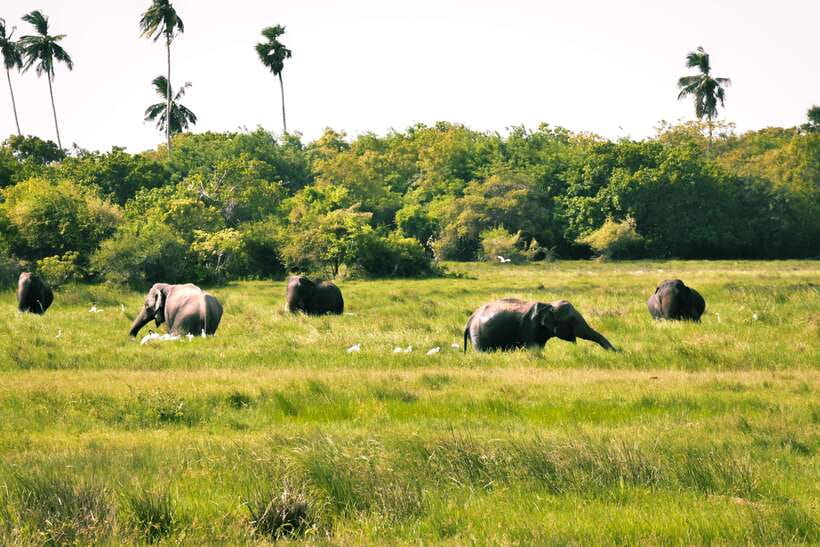 Kumana National Park : Private Half-Day Jeep Safari - Kumana National Park From Arugam Bay: The Timing That Matters