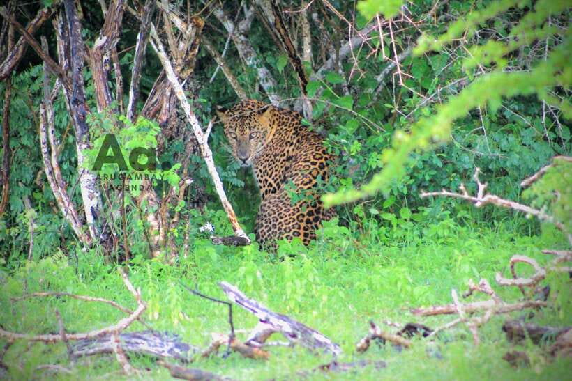 Kumana National Park : Private Half-Day Jeep Safari - The First 45 Minutes: Pickup, Safety Briefing, and Settling In