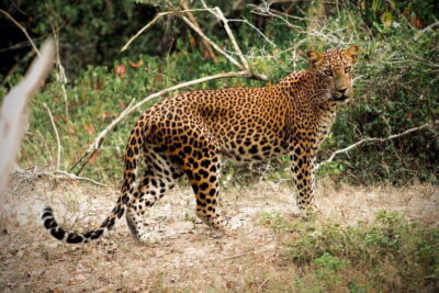 Kumana National Park : Private Half-Day Jeep Safari - Game Drive Time: How the Park Visit Actually Works