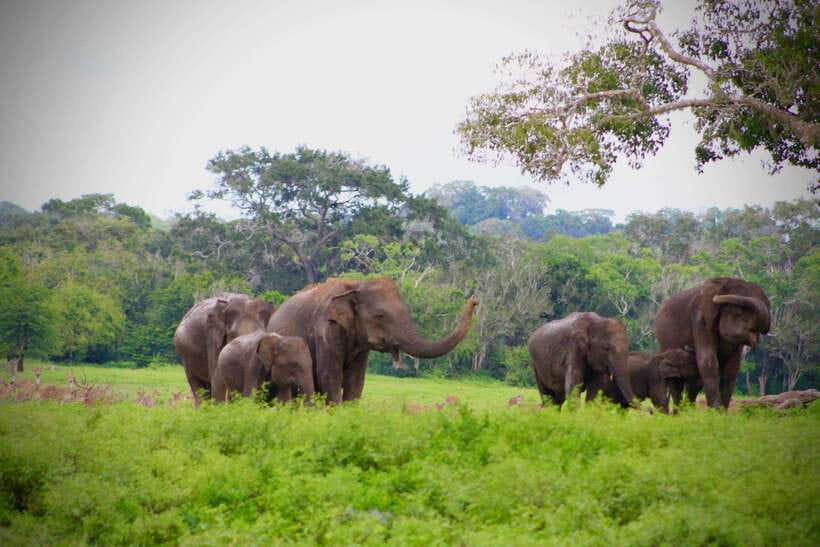 Kumana National Park : Private Half-Day Jeep Safari - Price and Value: Is $87 Worth a Half-Day Safari?
