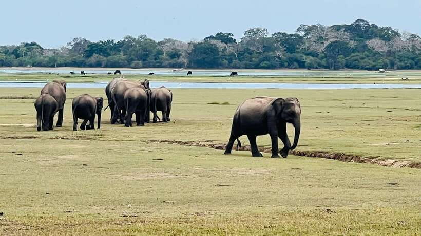 Kumana National Park : Private Half-Day Jeep Safari - FAQ