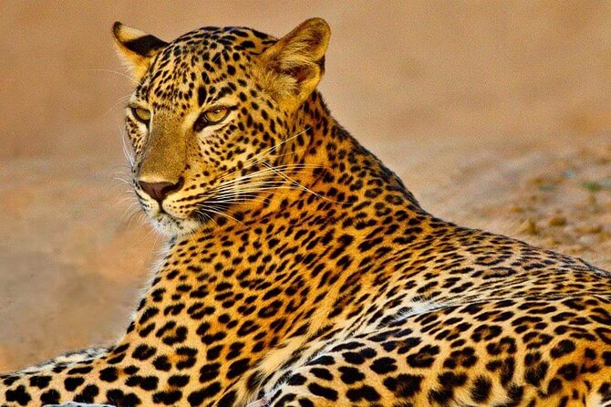 Kumana National Park Safari | from Arugam Bay - Key highlights before you go