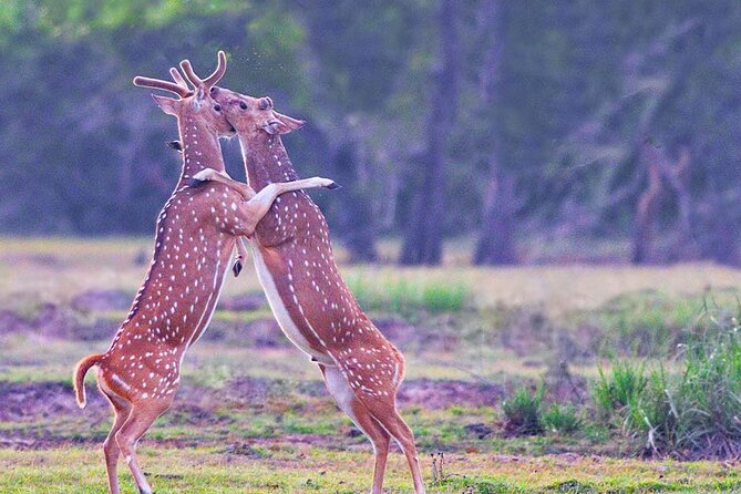 Kumana National Park Safari | from Arugam Bay - Why Kumana Safari from Arugam Bay feels like a smart half-day