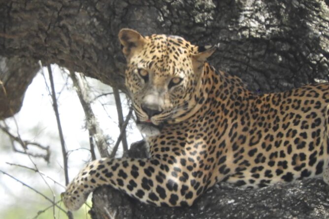 Kumana National Park Safari | from Arugam Bay - Kicking off at Arugam Bay: a practical base for a park-focused day