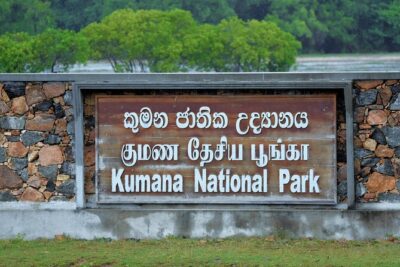 Kumana National Park Safari | from Arugam Bay - The bird game plan: migratory birds plus year-round natives